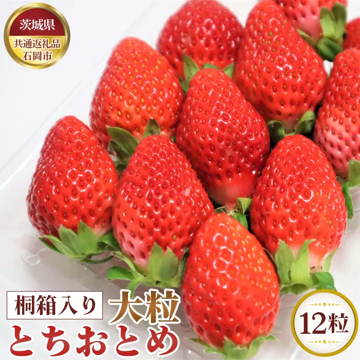 No.364 【先行予約】桐箱入り　大粒とちおとめ　12粒【茨城県共通返礼品 石岡市】