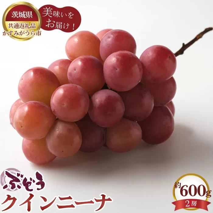 No.588 【先行予約】ぶどう　クインニーナ　約600g（2房）【茨城県共通返礼品 かすみがうら市】