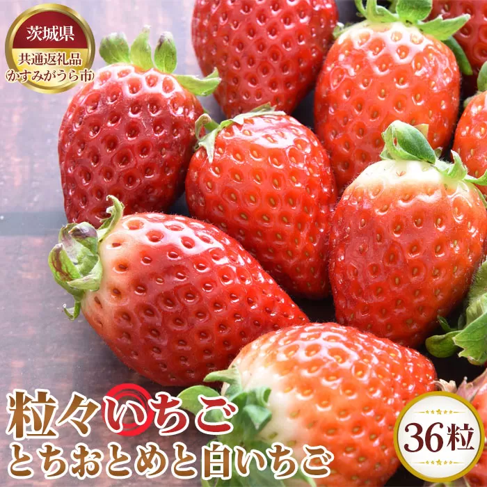 No.362 【先行予約】粒々いちご36粒　とちおとめと白いちご【茨城県共通返礼品 かすみがうら市】