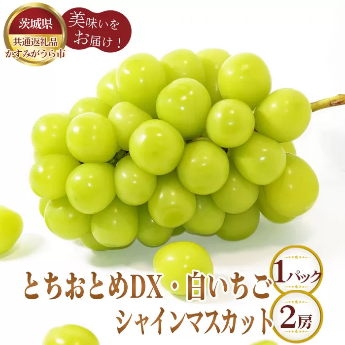 No.361 【先行予約】とちおとめDX1パックと白いちご1パックとシャインマスカット2房【茨城県共通返礼品 かすみがうら市】