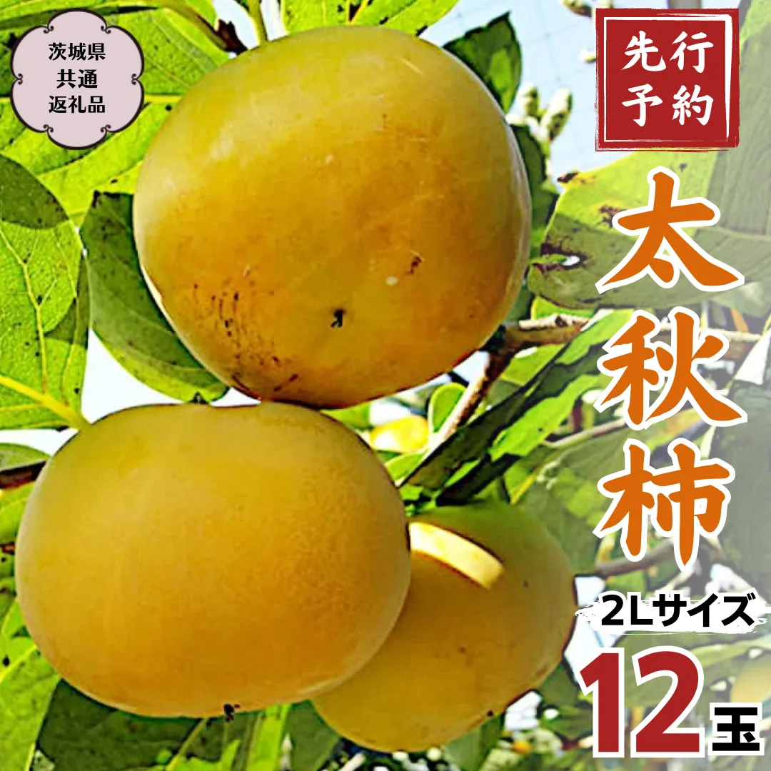 【 2024年 先行予約 】 太秋柿 2Ｌ 12玉 (茨城県共通返礼品 石岡市) 2024年10月中旬発送開始 果物 くだもの フルーツ 柿 かき [DC005sa] 