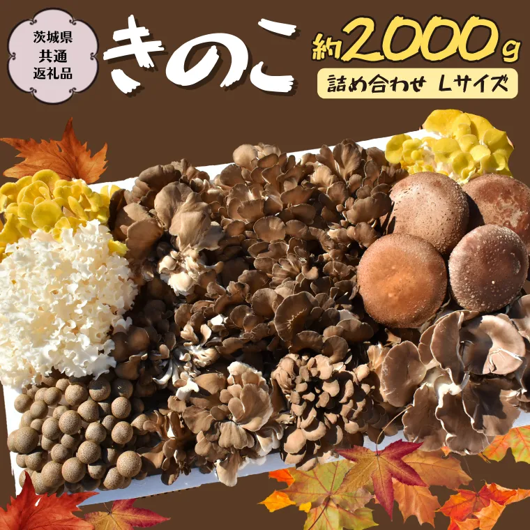 きのこ の 詰め合わせ Lサイズ 約2000g【茨城県共通返礼品 城里町】 キノコ 舞茸 あわび茸 たもぎ茸 しいたけ 花びら茸 [CX003sa]