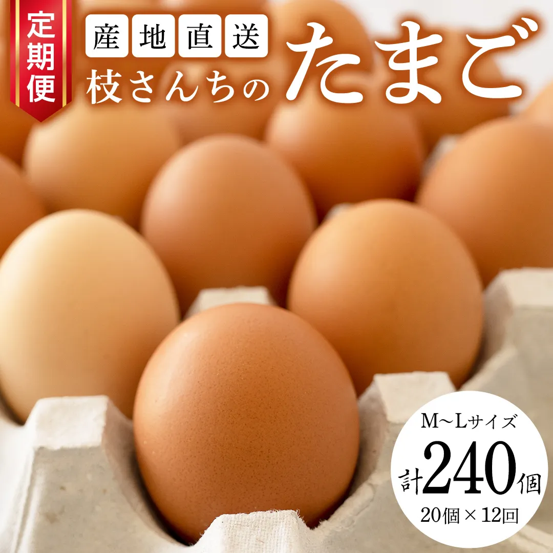 【12ヶ月定期便】枝さんち の たまご 20個×12回 合計240個 定期便 産地直送 たまご 玉子 生卵 鶏卵 タマゴ 平飼い 桜川市産 茨城県産 卵 非遺伝子組換え [BT006sa]