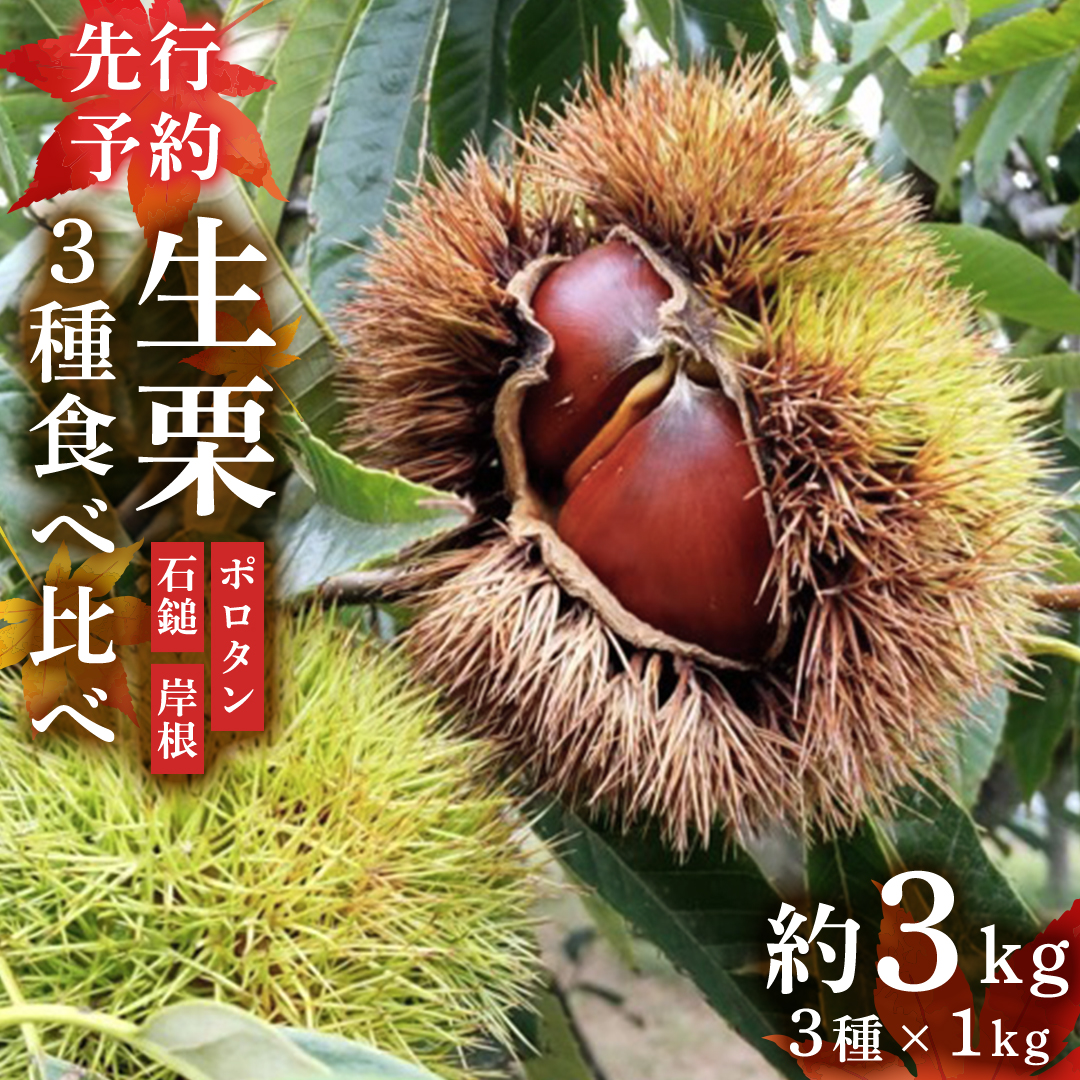 先行予約】 生栗 3種 食べ比べ 約3kg （2024年10月中旬発送開始） 茨城県産 産地直送 久保田果樹園 茨城 栗 くり ポロタン 石鎚 岸根  いしづち がんね 秋 旬 直送 [DH019sa]｜桜川市｜茨城県｜返礼品をさがす｜まいふる by AEON CARD