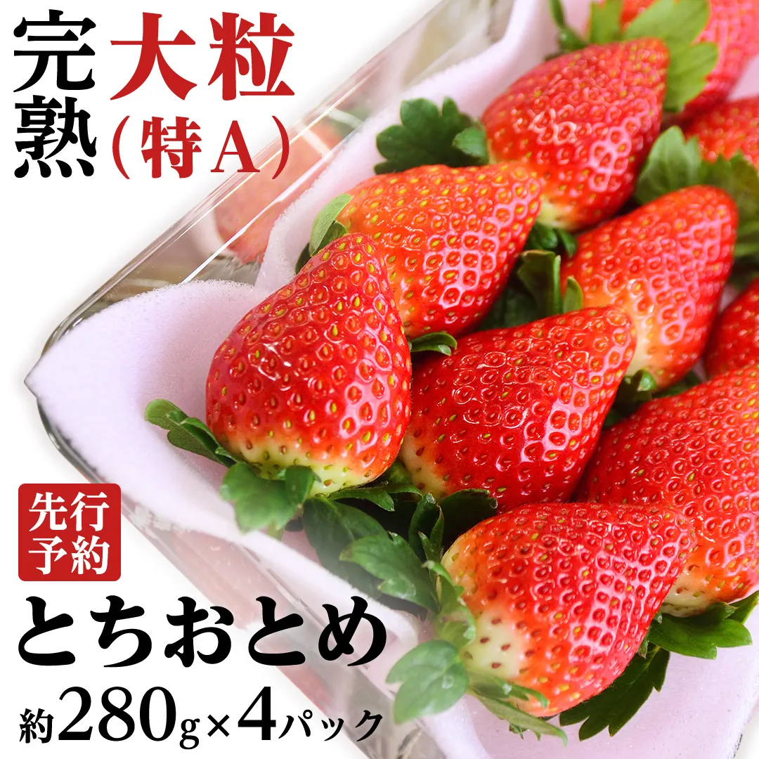 【 2025年1月上旬発送開始 】完熟 とちおとめ 約280g×4パック 国産 いちご イチゴ 苺 とちおとめ [BC006sa]