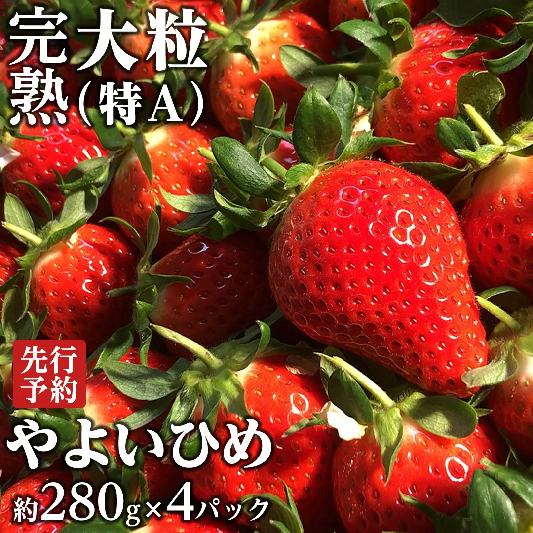 【 2025年1月上旬発送開始 】 完熟 やよいひめ 約280g×4パック 国産 いちご イチゴ 苺 茨城県産 [BC007sa]