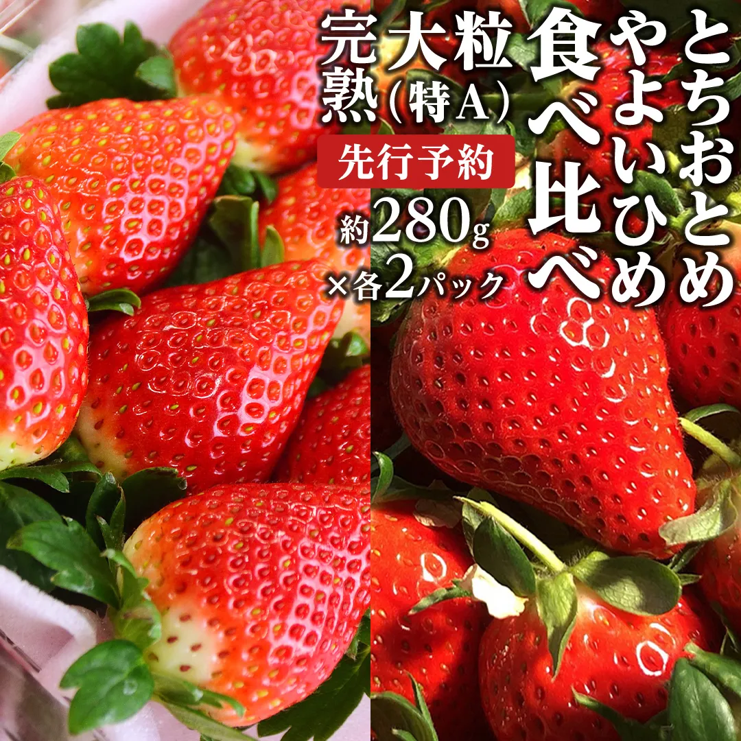 【 2025年1月上旬発送開始 】完熟！ やよいひめ 約280g×2P・とちおとめ 約280g×2P 食べ比べ 国産 いちご イチゴ 苺 [BC008sa]