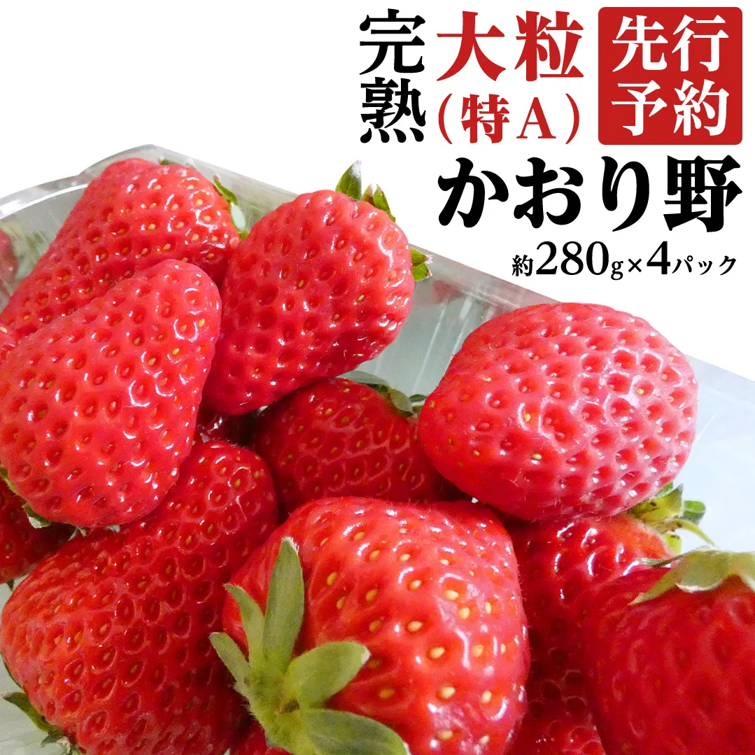 【 2025年1月上旬発送開始 】 完熟 かおり野 約280g×4P 国産 いちご イチゴ 苺 [BC032sa]