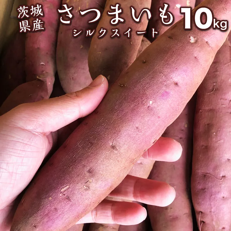 【 2024年11月以降発送 】 茨城県産 さつまいも 10kg （ シルクスイート ） サツマイモ さつま芋 産地直送 産直 焼き芋 焼いも 芋 いも イモ 野菜 国産 熟成 甘い 桜川市 [BC055sa]