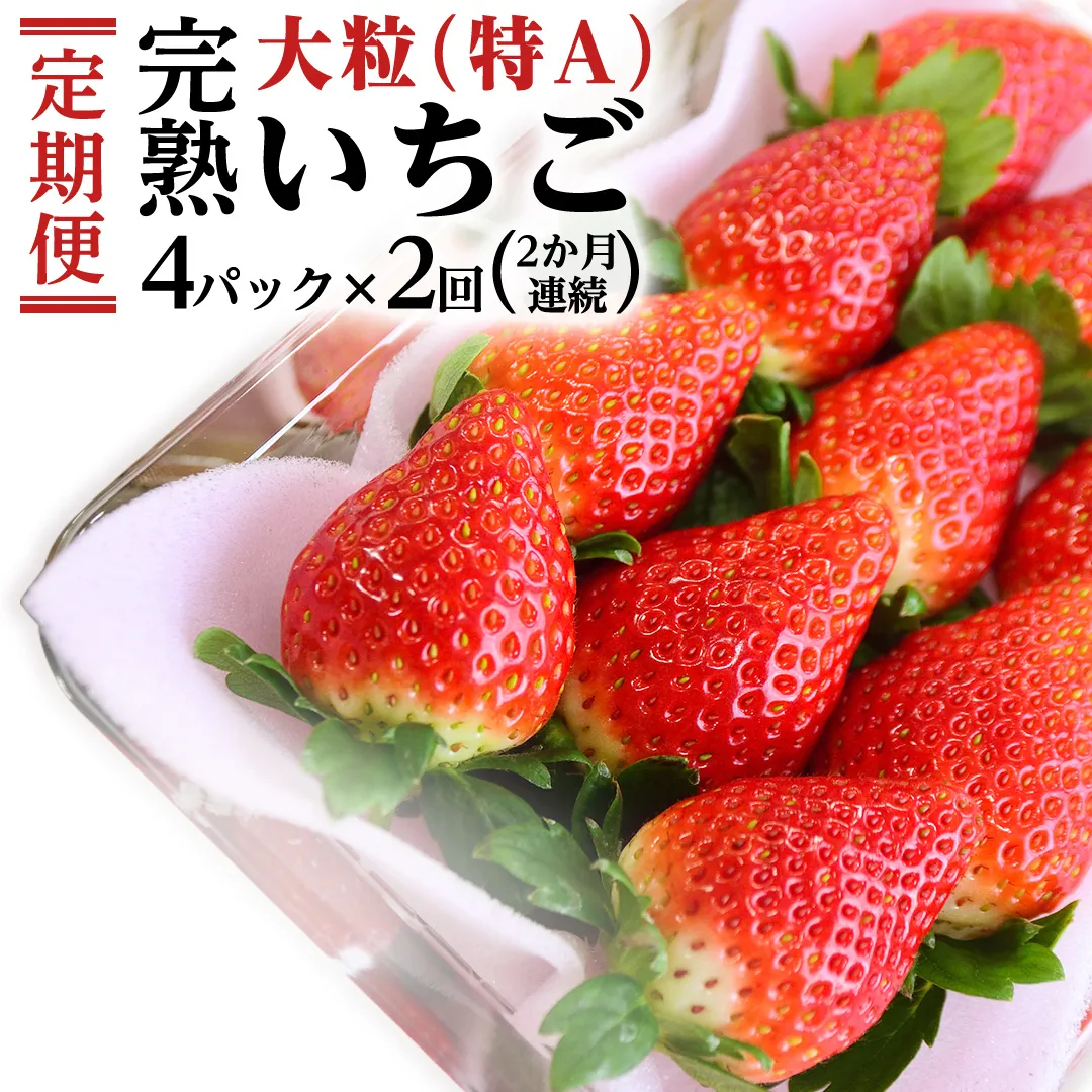 【2ヵ月 定期便】 完熟 いちご 定期便！ 4パック × 2回 合計 8パック （1P約280g） 定期便 国産 いちご イチゴ 苺 果物 かおり野 とちおとめ やよいひめ フルーツ 茨城県産 KEK [BC074sa]