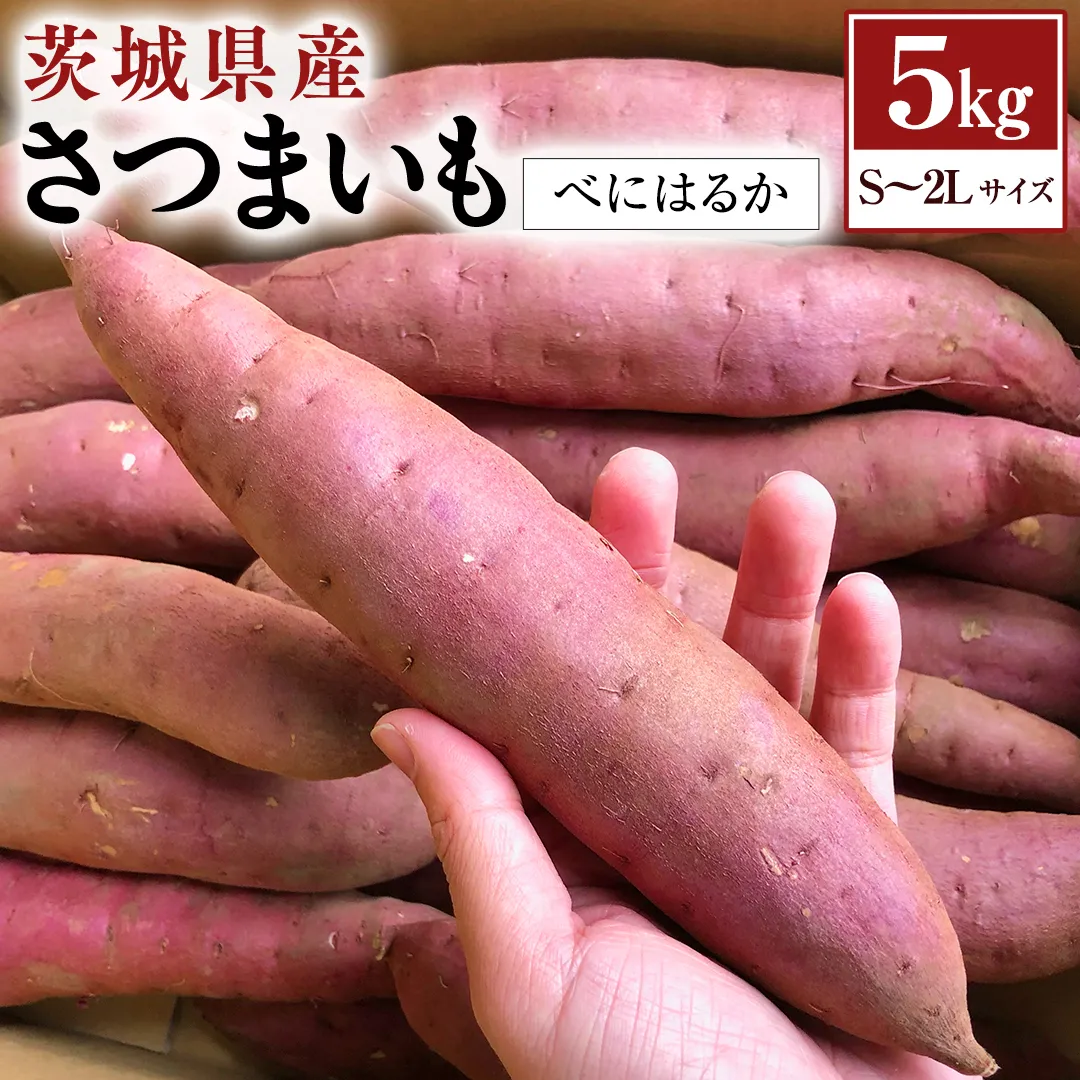 【 2024年11月以降発送 】茨城県産 さつまいも 5kg （ べにはるか ） S～2L サイズ サツマイモ さつま芋 産地直送 産直 焼き芋 焼いも 芋 いも イモ 野菜 国産 熟成 甘い 桜川市 [BC075sa]