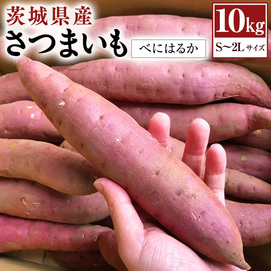 【 2024年11月以降発送 】茨城県産 さつまいも 10kg （ べにはるか ） S～2L サイズ サツマイモ さつま芋 産地直送 産直 焼き芋 焼いも 芋 いも イモ 野菜 国産 熟成 甘い 桜川市 [BC076sa]