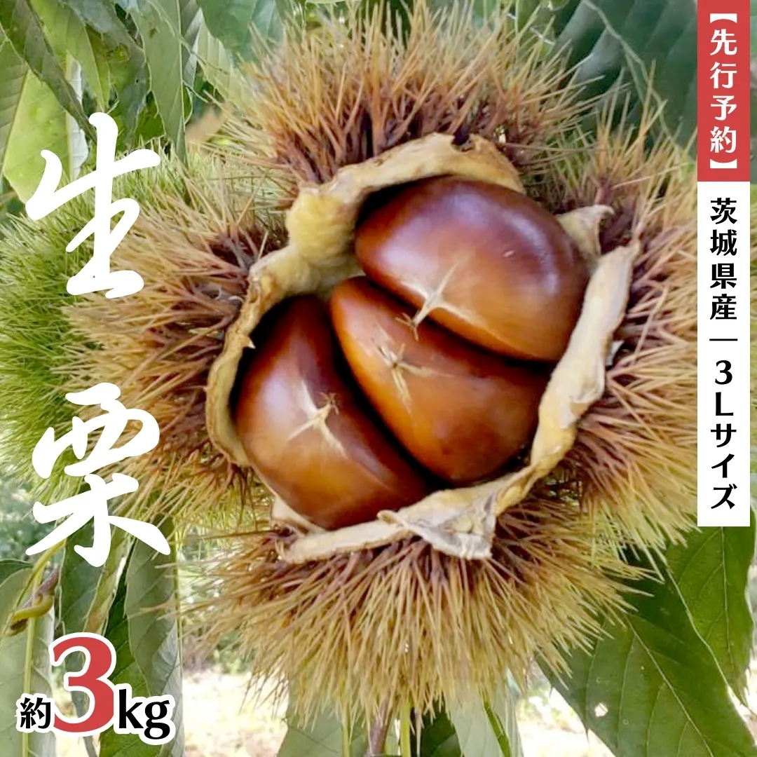 【先行予約】茨城県産 生栗 3Lサイズ 約3kg (2024年10月上旬発送開始)  茨城県産 産地直送 久保田果樹園 茨城 栗 くり 季節 秋 旬 直送 [DH014sa]