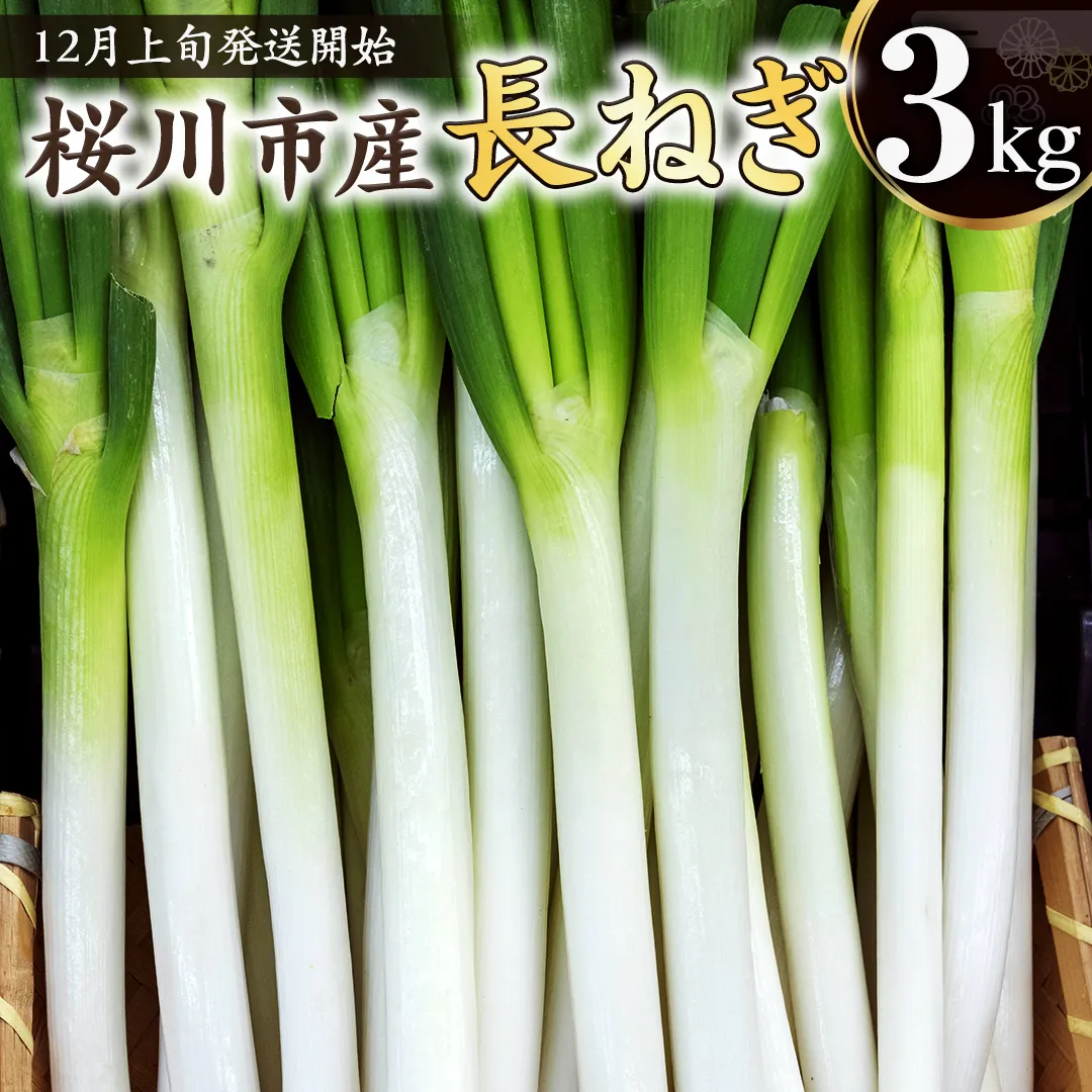 【2024年12月上旬発送開始】桜川市産 長ねぎ 約3kg ねぎ ネギ 野菜 鍋 [EH001sa]