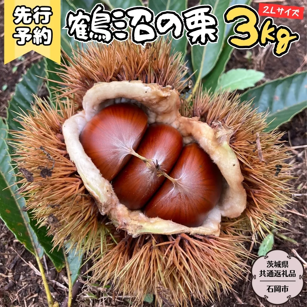 【2025年9月上旬発送開始】鶴沼 の 栗 3kg (茨城県共通返礼品／石岡市) 和栗 国産栗 くり 栗 生栗 オーガニック肥料 果じゅまる園 先行予約[DQ003sa]