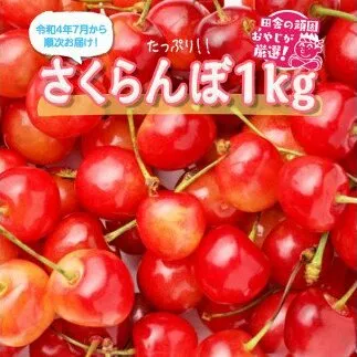 たっぷりさくらんぼ1kg【令和4年7月から順次お届け】田舎の頑固おやじが厳選！ [BI168-NT]