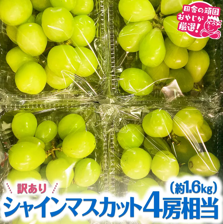 【訳あり】シャインマスカット4房相当（約1.6kg） 【令和6年9月より発送開始】 田舎の頑固おやじが厳選！ [BI208-NT]