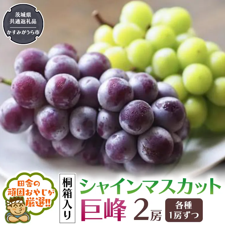 【 桐箱入り 】シャインマスカットと巨峰 （各種1房ずつ） 【令和6年8月から発送開始】（県内共通返礼品：かすみがうら市産） シャインマスカット 巨峰 ぶどう 果物 フルーツ 季節 旬 [BI396-NT]