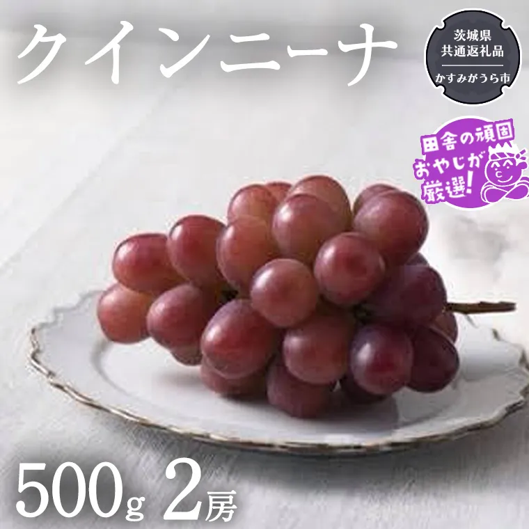 クインニーナ 500g×2房【令和6年9月より発送開始】（茨城県共通返礼品：かすみがうら市産） ぶどう ブドウ 葡萄 果物 フルーツ 茨城県産 [BI425-NT]