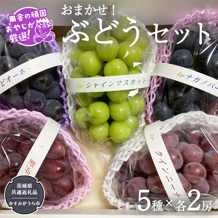 おまかせ！ぶどうセット 5品種×各2房【令和6年9月より発送開始】（茨城県共通返礼品：かすみがうら市産） ぶどう ブドウ 葡萄 果物 フルーツ 茨城県産 [BI426-NT]