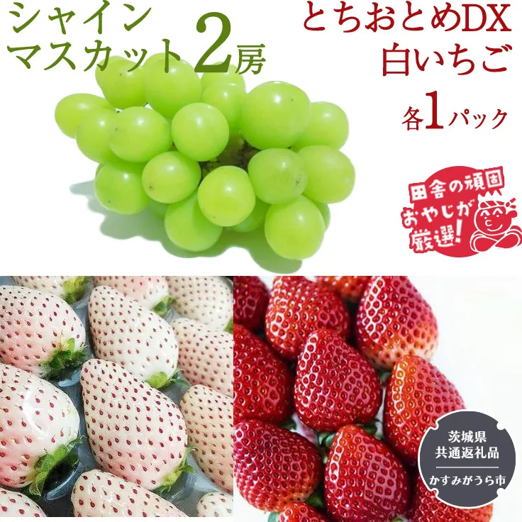 シャインマスカット2房 とちおとめDX1パック 白いちご1パック【令和6年12月より発送開始】（茨城県共通返礼品：かすみがうら市産） 詰め合わせ 果物 フルーツ 茨城県産 [BI441-NT]