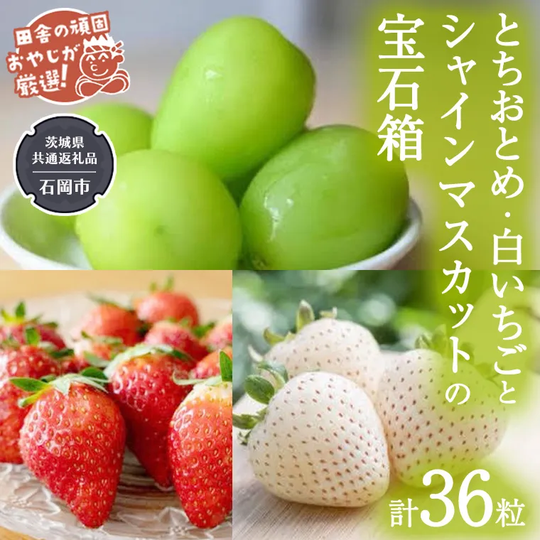 「粒々いちご36粒」とちおとめと白いちごとシャインマスカットの宝石箱【令和6年12月より発送開始】（茨城県共通返礼品：石岡市産） 詰め合わせ 果物 フルーツ 茨城県産 [BI448-NT]