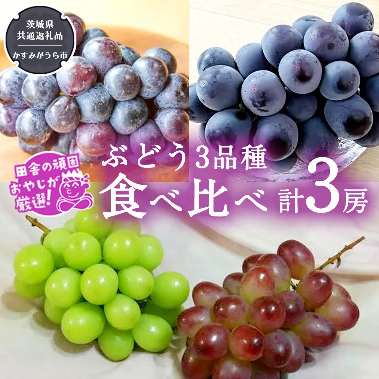 ぶどう3品種食べ比べ（各１房ずつ）【令和5年8月より発送開始】（茨城県共通返礼品：かすみがうら市産） ブドウ 葡萄 果物 フルーツ 茨城県産 [BI451-NT]