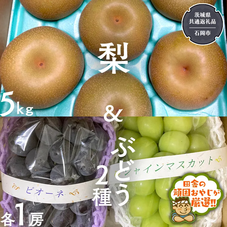 梨5kg と ぶどう 2品種(各1房)【令和6年8月より発送開始】（茨城県共通返礼品：石岡市産） 詰め合わせ 果物 フルーツ 茨城県産 [BI464-NT]