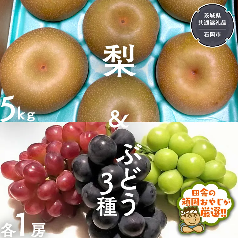 梨5kg と ぶどう 3品種（各1房）【令和6年8月より発送開始】（茨城県共通返礼品：石岡市産） 詰め合わせ 果物 フルーツ 茨城県産 [BI465-NT]