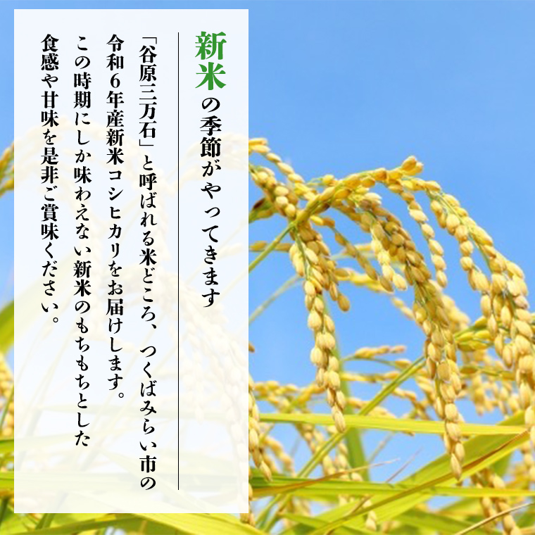 新米先行予約開始！ / 12月上旬出荷分】《令和6年産》茨城県産 コシヒカリ 精米 20kg (5kg×4袋）【各月数量限定】 こしひかり 米 コメ  こめ 単一米 限定 茨城県産 国産 美味しい お米 おこめ おコメ [CL16-NT05]｜つくばみらい市｜茨城県｜返礼品をさがす｜まいふる by  ...