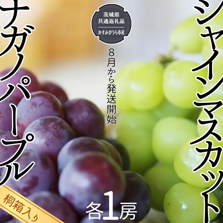 【 桐箱入り 】 シャインマスカット 1房 と ナガノパープル 1房 【令和6年8月から発送開始】（県内共通返礼品：かすみがうら市産） 果物 フルーツ マスカット ぶどう ギフト 贈答 プレゼント 桐箱 [BI340-NT]