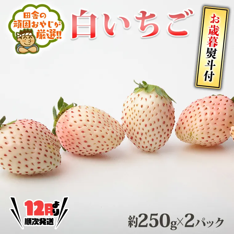 ＜お歳暮熨斗付＞白いちご約250ｇ×2パック 【令和6年12月より発送開始】 田舎の頑固おやじが厳選！ 茨城県 県産 つくばみらい市 人気 厳選 果物 くだもの 旬 旬の果物 旬のフルーツ 白イチゴ 白いちご 白苺 いちご イチゴ 苺 熨斗 熨斗付き お歳暮 御歳暮 冷蔵 送料無料 [BI246-NT]