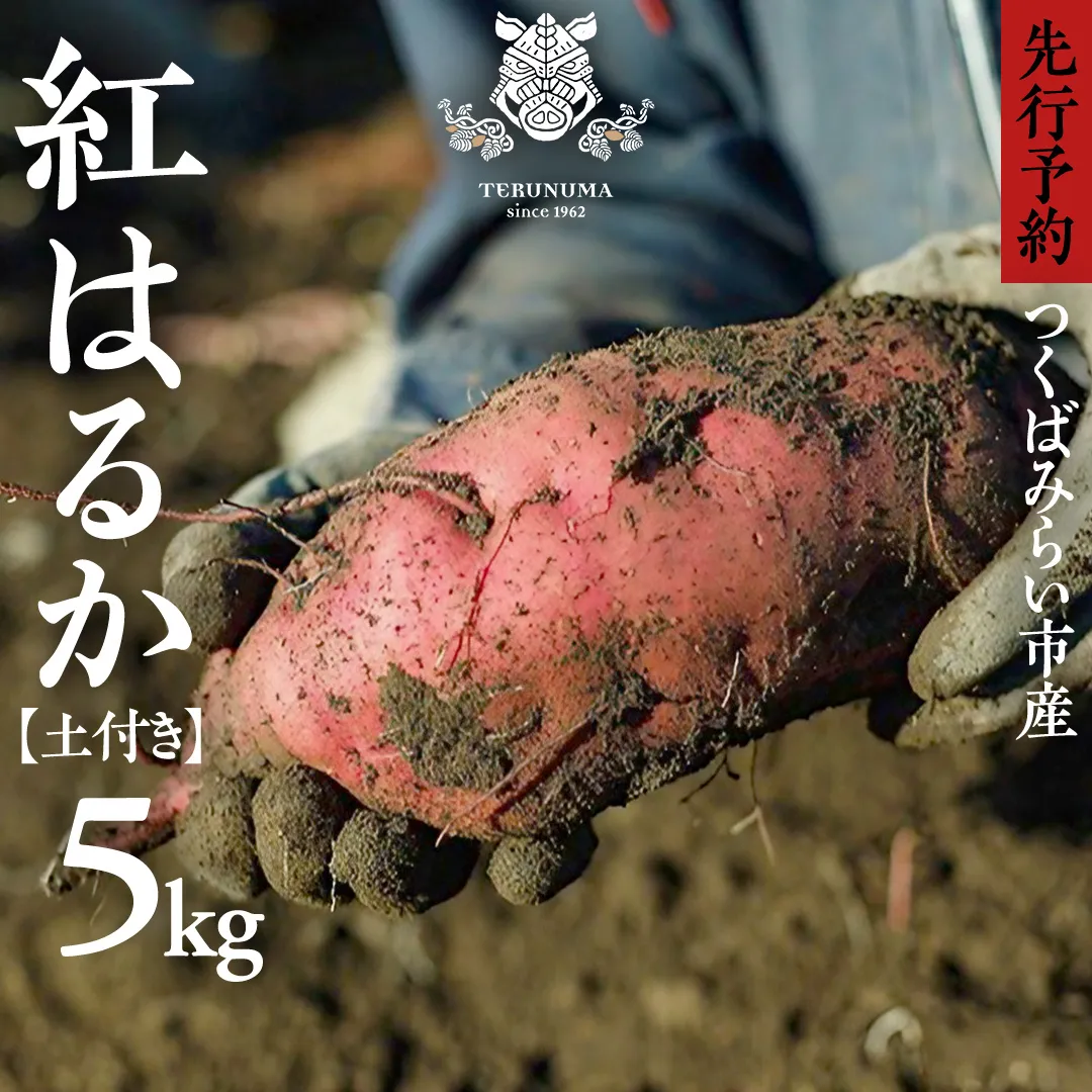 つくばみらい市産 さつまいも 紅はるか 土付き5kg サイズ未選別 サツマイモ つくばみらい いも 照沼 食物繊維 しっとり 甘い 人気 焼き芋 大学芋 天ぷら 味噌汁 お菓子 送料無料 茨城県産 有機栽培 無農薬 さつま芋 薩摩芋 有機JAS 工場直送 [DY01-NT]