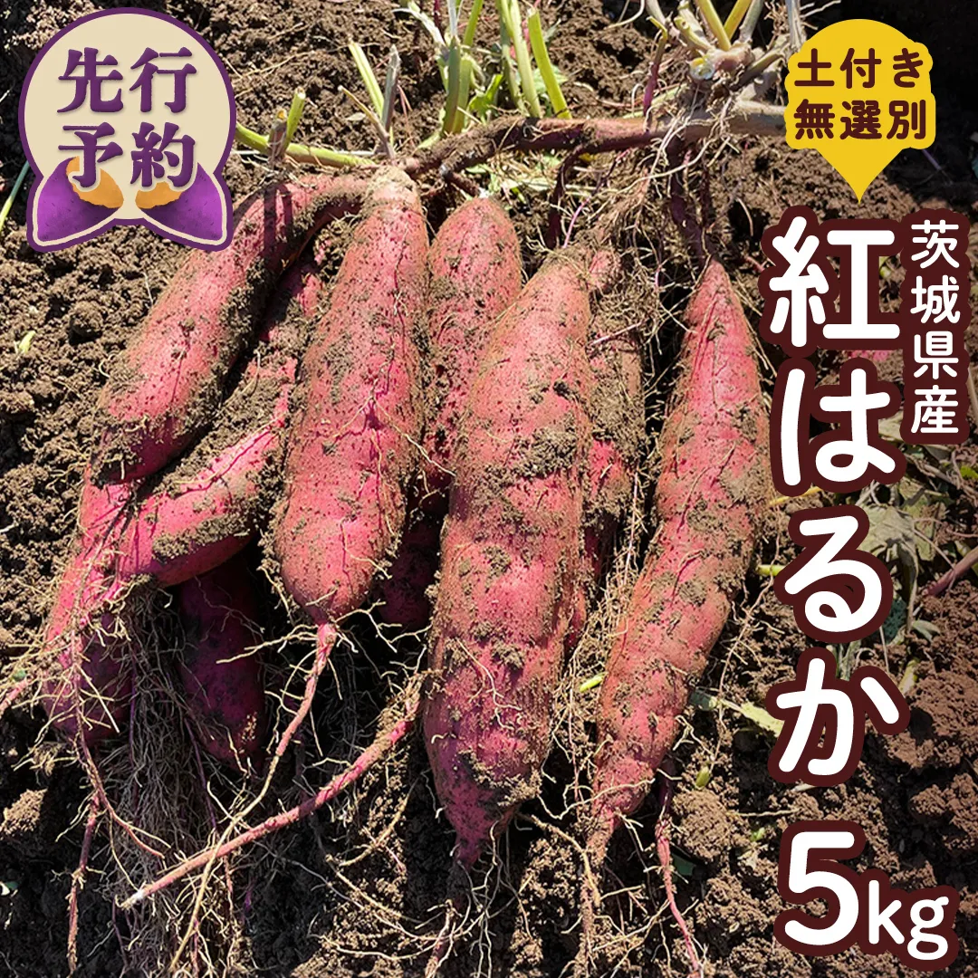 [ 先行予約 ] 土付き無選別 茨城県産 紅はるか 5kg [ 2024年11月より順次発送 ] さつまいも 芋 サツマイモ 甘い 焼き芋 スイートポテト ねっとり 土付き 無選別 [DX08-NT]