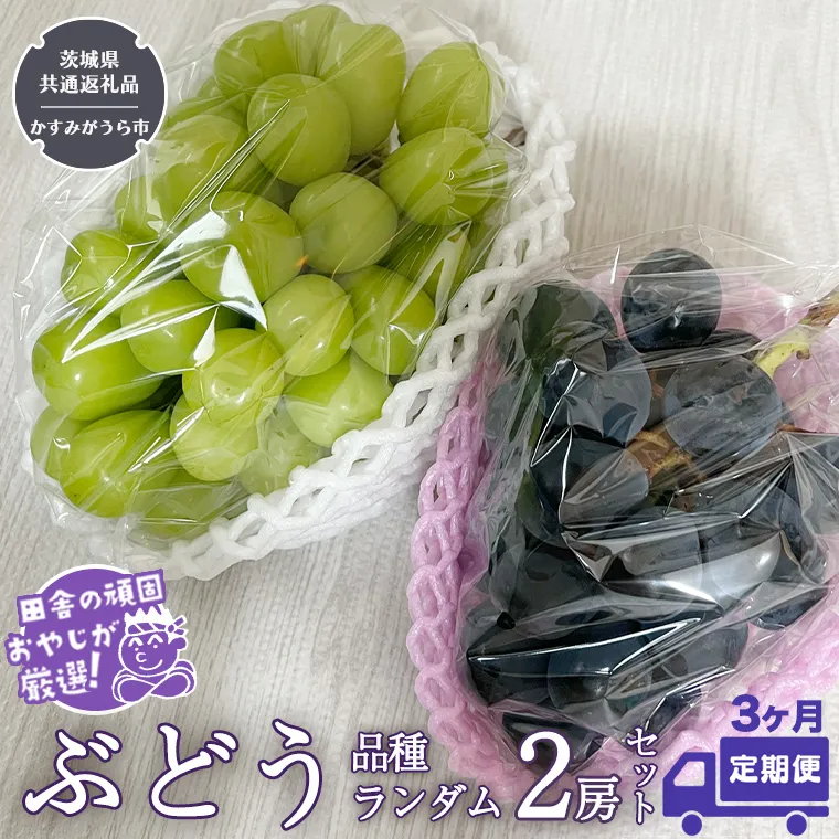 【定期便】ぶどう 品種ランダム2房セット【2025年8月から3か月連続で発送】（茨城県共通返礼品：かすみがうら市産） ブドウ 葡萄 果物 フルーツ 茨城県産 [BI432-NT]