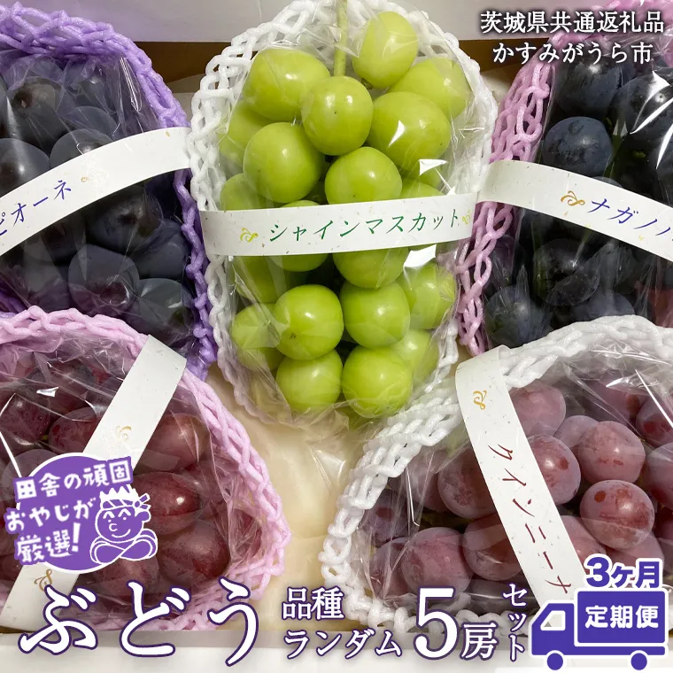 【定期便】ぶどう 品種ランダム5房セット【2025年8月から3か月連続で発送】（茨城県共通返礼品：かすみがうら市産） ブドウ 葡萄 果物 フルーツ 茨城県産 [BI434-NT]