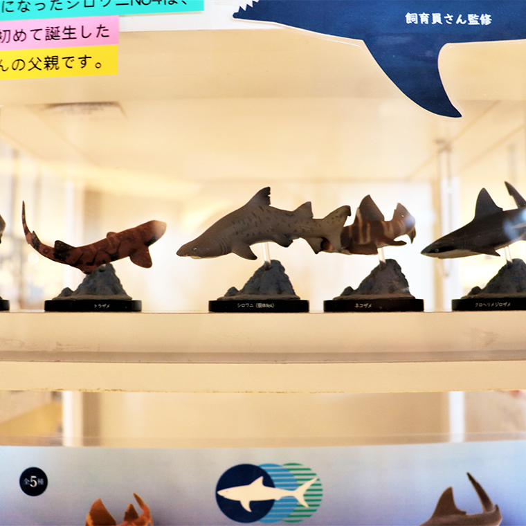 オリジナル フィギュア SHARKS 1st 3個 セット アクアワールド 大洗 飼育員 監修 オリジナル グッズ コレクション 茨城 水族館 鮫  さめ サメ 限定｜大洗町｜茨城県｜返礼品をさがす｜まいふる by AEON CARD