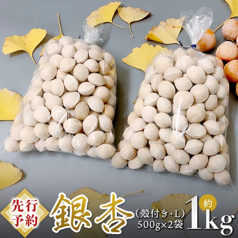 【 先行予約 2024年10月上旬以降発送 】銀杏 ぎんなん 約1kg ( 殻付き ・ L )　500g × 2袋 イチョウ 秋 美味 栄養満点 健康 高血圧予防 むくみ改善 疲労回復 美肌 [AX025ya]