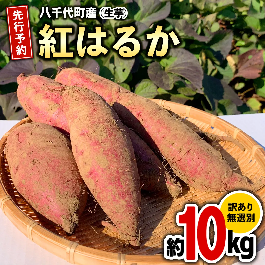 訳あり さつまいも 紅はるか 約 10kg 土付き 無選別 茨城 八千代町産 生芋 サツマイモ さつま芋 焼き芋 やきいも 芋 イモ 野菜 不揃い 規格外 長期熟成 おやつ デザート 秋 旬 農家直送 【 先行予約 2024年10月下旬以降発送 】 [AX010ya]