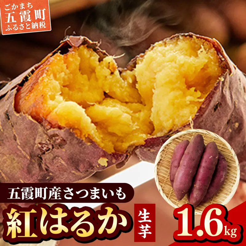 五霞町産さつま芋（紅はるか）1.6kg ／ サツマイモ さつまいも 野菜 茨城県 特産品【2024年12月より順次発送】