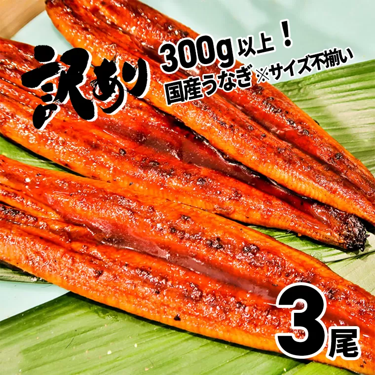 K1804〈2025年2月発送〉【訳あり】さかい河岸水産の国産うなぎ3尾 300g以上！ ※サイズ不揃い