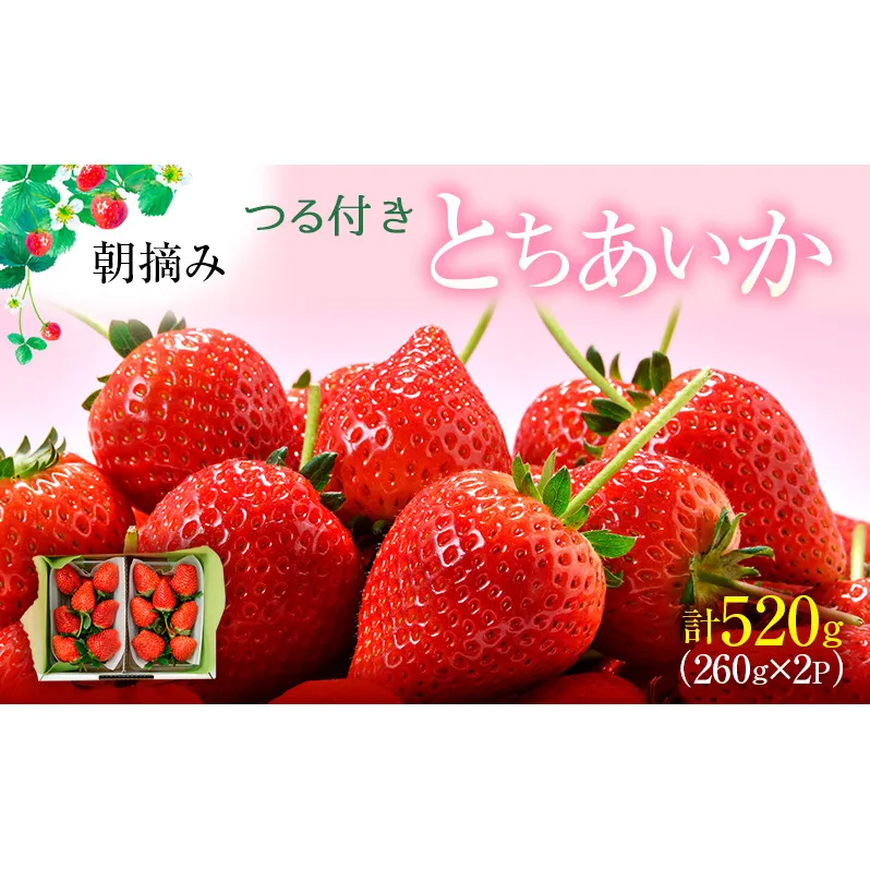 つる付き とちあいか 2パック箱（3月～5月発送） いちご 果物 フルーツ 苺 イチゴ くだもの 朝取り 新鮮 美味しい 甘い