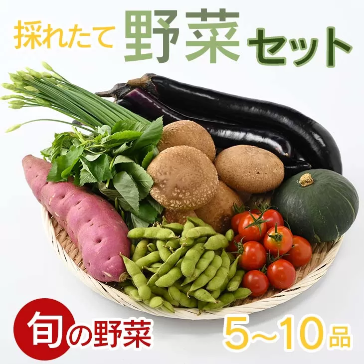 【産地直送】採りたて野菜セット 野菜セット 旬の野菜  新鮮 詰め合わせ 栃木県産 国産