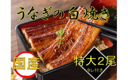 国産うなぎ白焼き2尾セット(たれ付き)◆ ≪鰻 ウナギ 国産 国内産 タレ ふっくら しらやき おうちごはん ご褒美≫