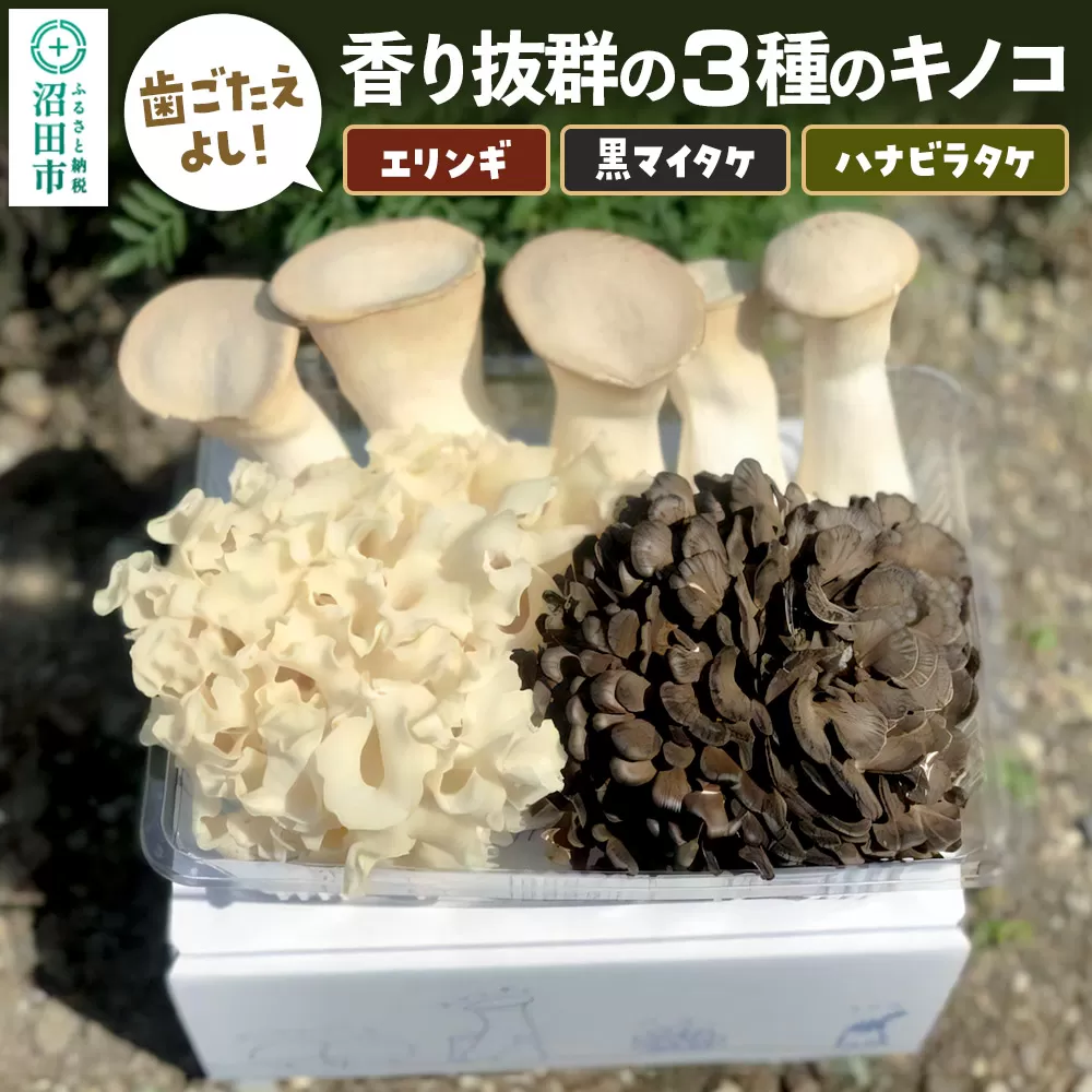 歯ごたえよし！香り抜群の3種のきのこ（エリンギ、黒舞茸、ハナビラタケ）の詰め合わせ