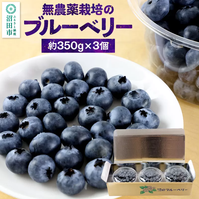 《2024年8月上旬以降発送》無農薬栽培のブルーベリー 約350g×3個