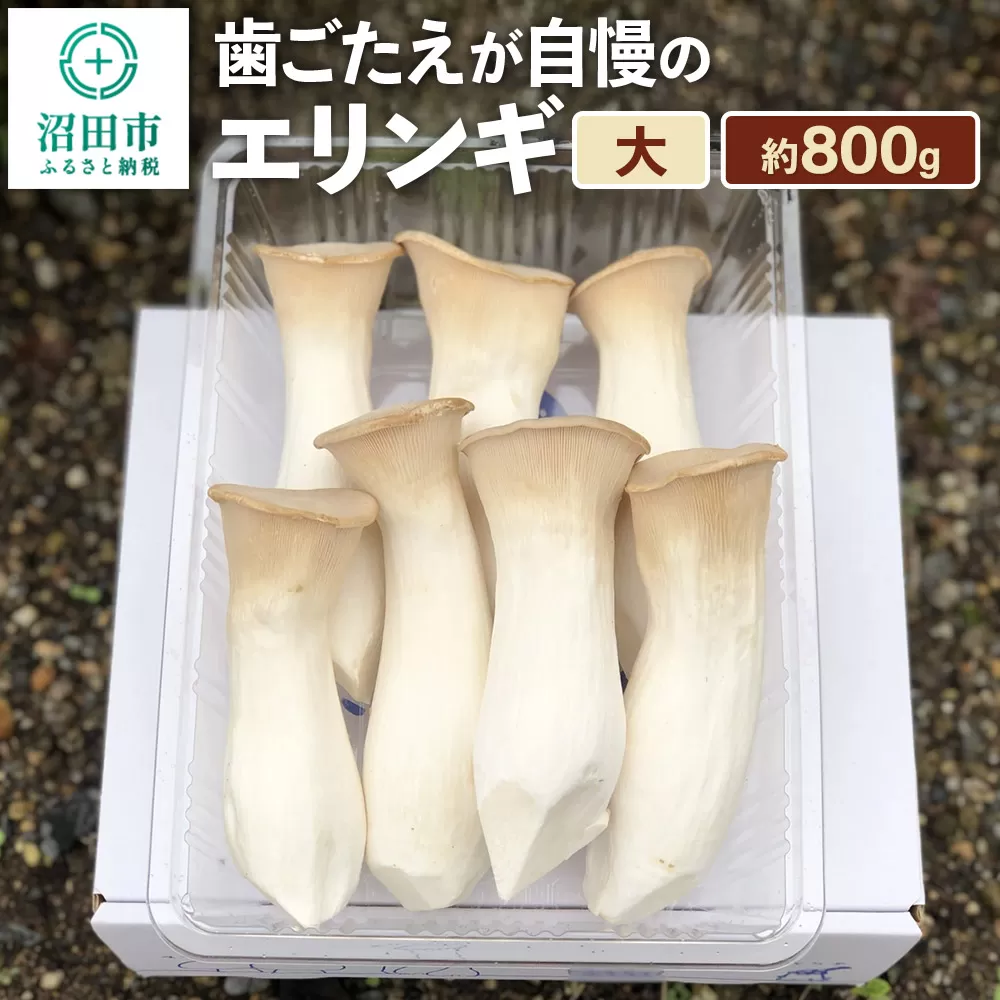 歯ごたえが自慢のエリンギ 大 約800g