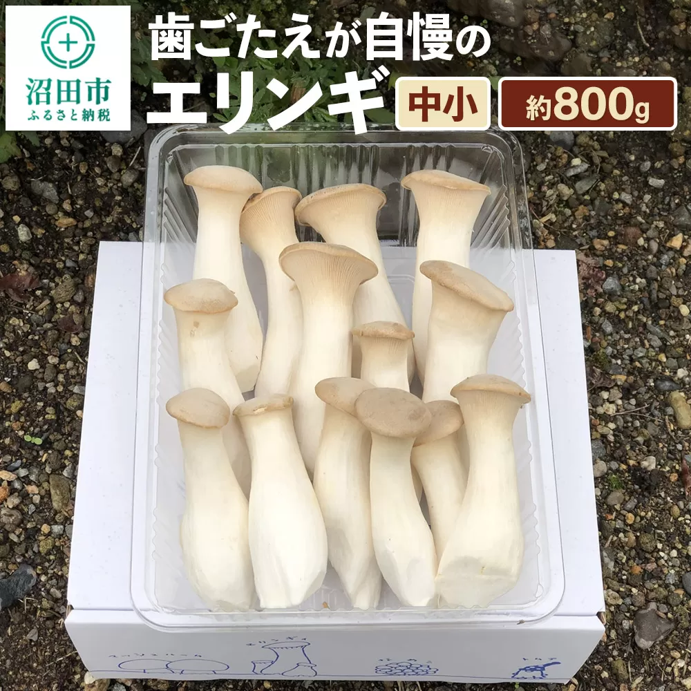 歯ごたえが自慢のエリンギ 中小 約800g