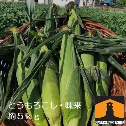 【2024年発送】トウモロコシ「味来」　約5kg ／ やさい 野菜 コーン 埼玉県