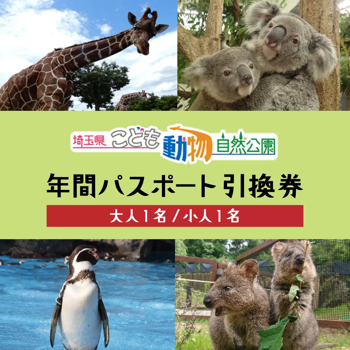 埼玉県こども動物自然公園 年間パスポート引換券 大人1名＋小人1名 | 動物園 年パス 子ども こども 子供 家族 家族 ファミリー コアラ クオッカ カンガルー ペンギン 自然体験 幼児 小学生 家族で楽しむ 子供向け 年間利用可能 季節 イベント アウトドア アクティビティ 学びの場 入場券 遊び場 日帰り 埼玉県 東松山市